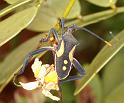 ZZ_ZZXYX_D3532_Z_90_Karinji NP_Australie